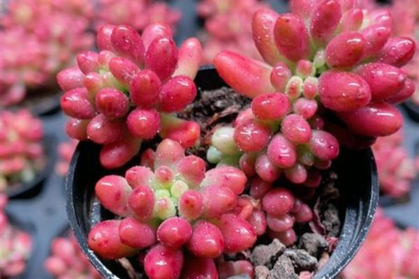虹之玉长白虫子怎么处理,需要改善生长环境