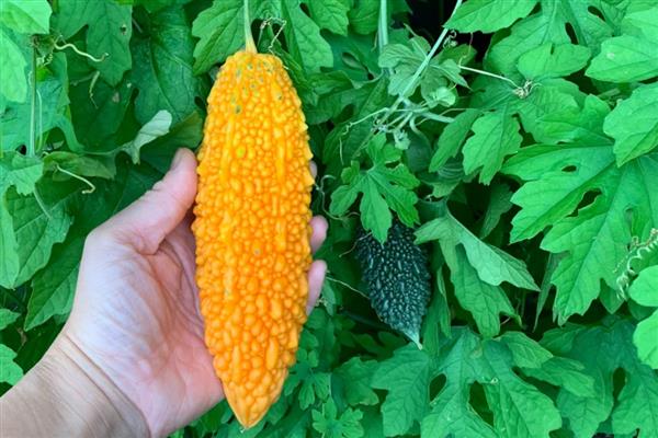 金癞瓜的种植方法,种之前要先进行催芽处理