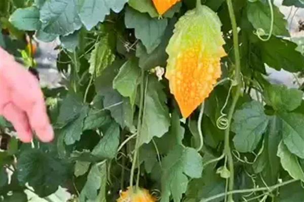 金癞瓜的种植方法,种之前要先进行催芽处理