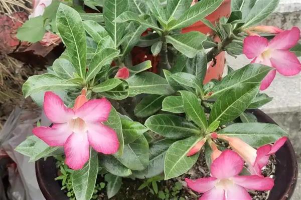 沙漠玫瑰提根的方法,只需将植株的根茎裸露出来
