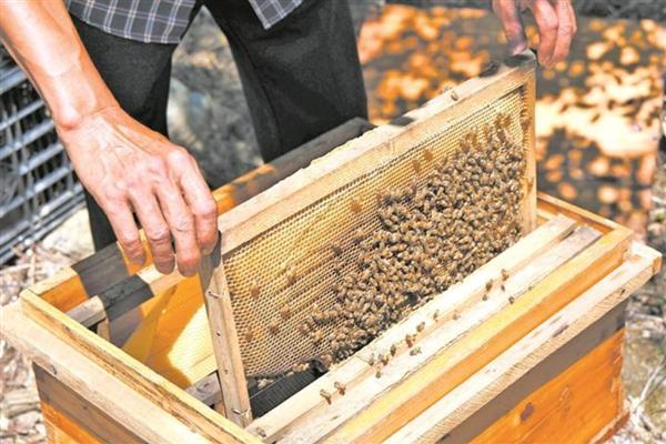 对中蜂大量喂白糖的后果,容易导致蜂群营养不良、诱发蜂病