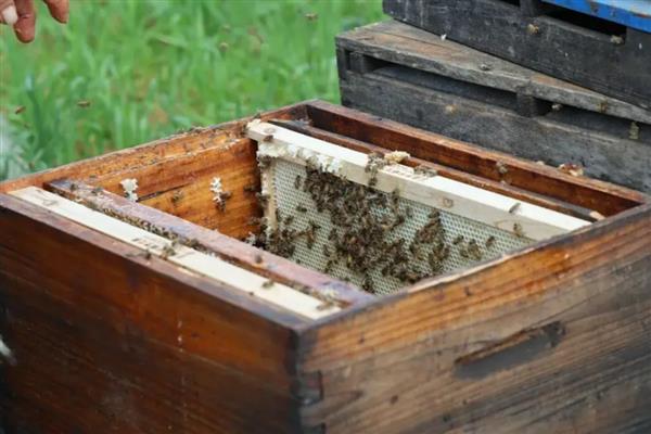对中蜂大量喂白糖的后果,容易导致蜂群营养不良、诱发蜂病