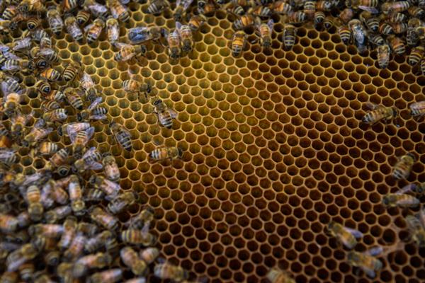 对中蜂大量喂白糖的后果,容易导致蜂群营养不良、诱发蜂病