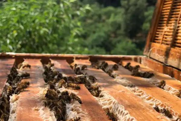 对中蜂大量喂白糖的后果,容易导致蜂群营养不良、诱发蜂病