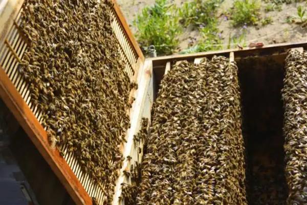 对中蜂大量喂白糖的后果,容易导致蜂群营养不良、诱发蜂病