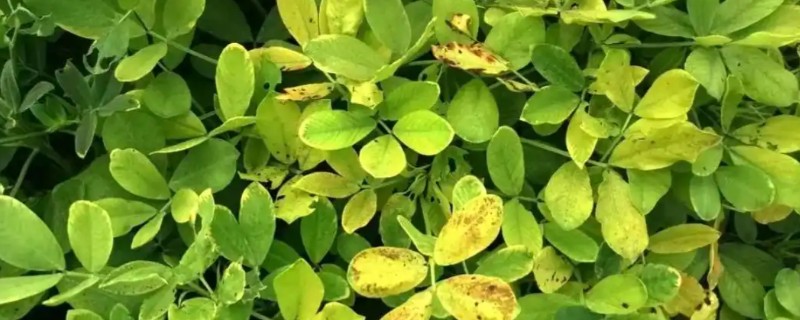 花生叶子发黄怎么防治,需及时往土壤中浇灌大量水分