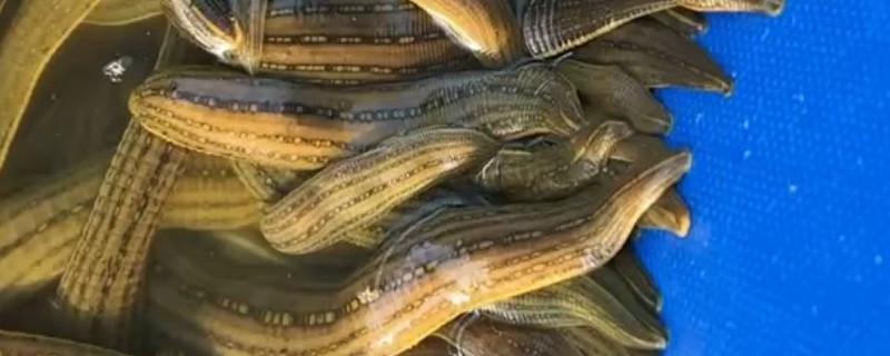 养殖蚂蟥的风险大不大，有稳定销路的话风险较小