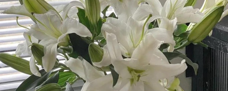 香水百合冬季如何养护,需要充足的光照