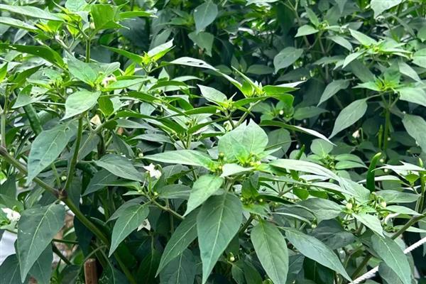 辣椒什么时候施肥，种下后经过7-10天就可以追施