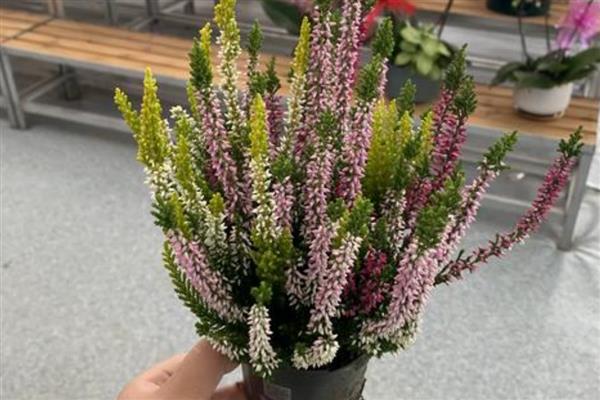 欧石楠的花语，寓意孤独、幸福的爱情等