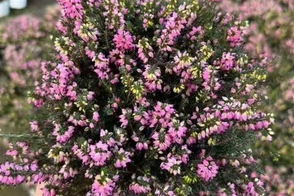 欧石楠的花语，寓意孤独、幸福的爱情等