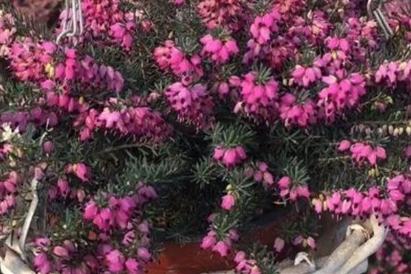 欧石楠的花语，寓意孤独、幸福的爱情等