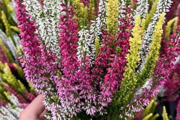 欧石楠的花语，寓意孤独、幸福的爱情等