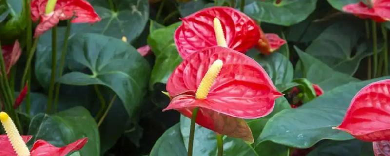 红掌花变黑的原因,可能是浇水过少所致