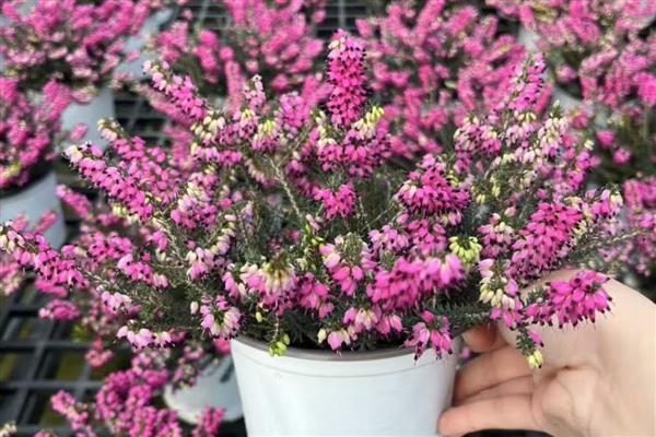 欧石楠的花语，寓意孤独、幸福的爱情等