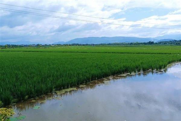禾花鲤鱼如何养,选择稻田做为养殖场所