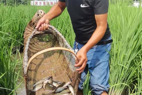 禾花鲤鱼如何养,选择稻田做为养殖场所