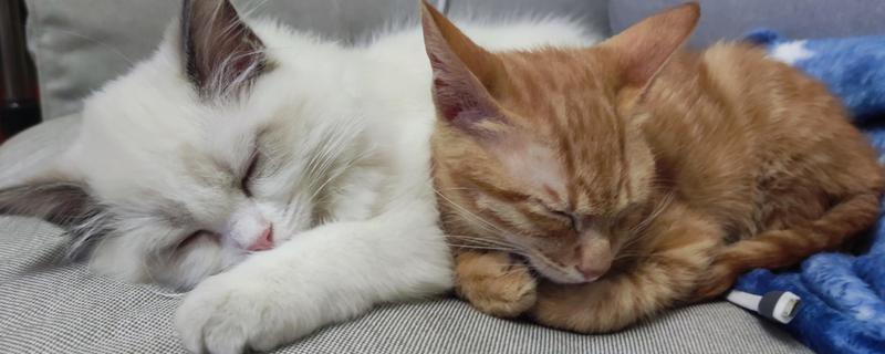 新猫和旧猫的相处方法,把新猫关起来让它们彼此熟悉