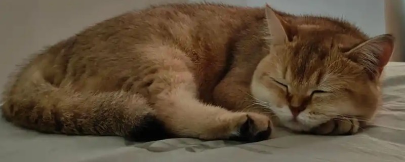 猫咪感染猫癣症状,主要呈椭圆斑或圆形斑
