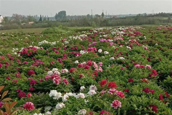 什么时候种牡丹花,在每年的秋季进行