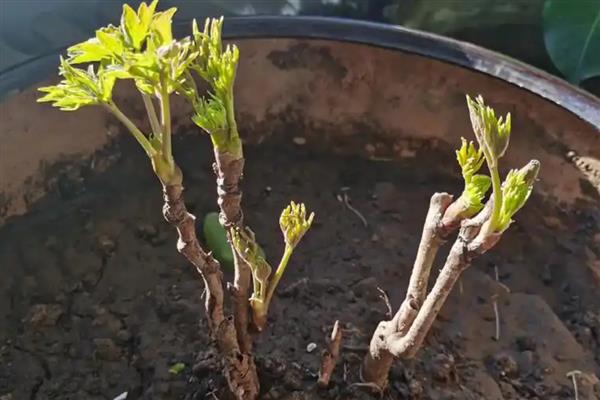 什么时候种牡丹花,在每年的秋季进行