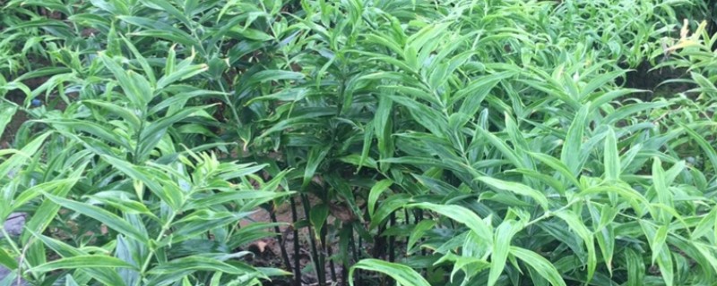 黄精的高产方法，根据土壤肥力决定株行距