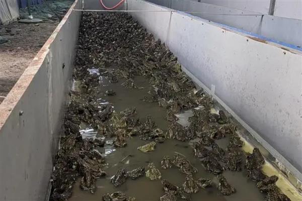 商品牛蛙的饲养技术,新建的水泥池要在放养前彻底消毒