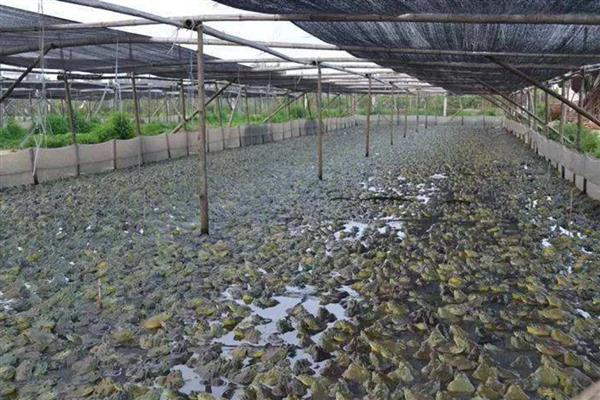 商品牛蛙的饲养技术,新建的水泥池要在放养前彻底消毒
