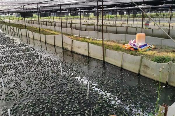 商品牛蛙的饲养技术,新建的水泥池要在放养前彻底消毒