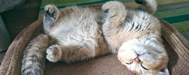 猫咪为什么患上多涎症,应激、食物中毒等因素都会引起