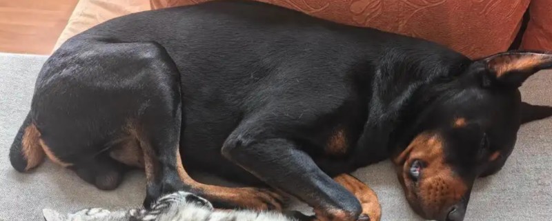 犬猫脓肿的临床症状,初期局部出现无明显界限肿胀