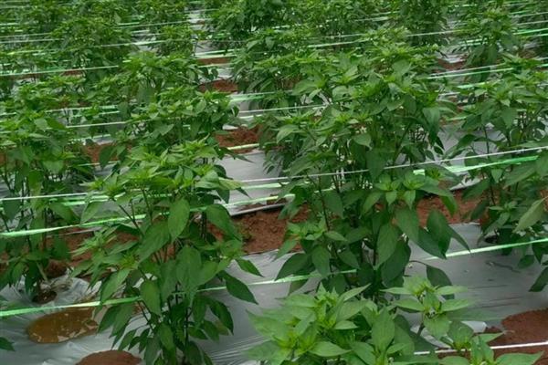 11月份能种辣椒吗，华南地区一年四季均可种植
