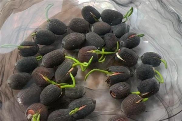 碗莲怎么水培,播种前要浸种催芽