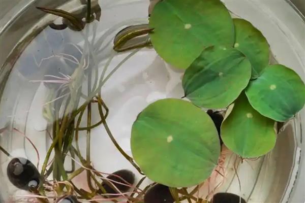 碗莲怎么水培,播种前要浸种催芽