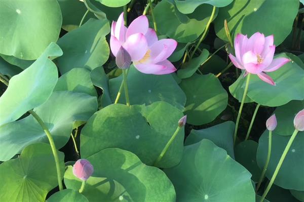 碗莲怎么水培,播种前要浸种催芽