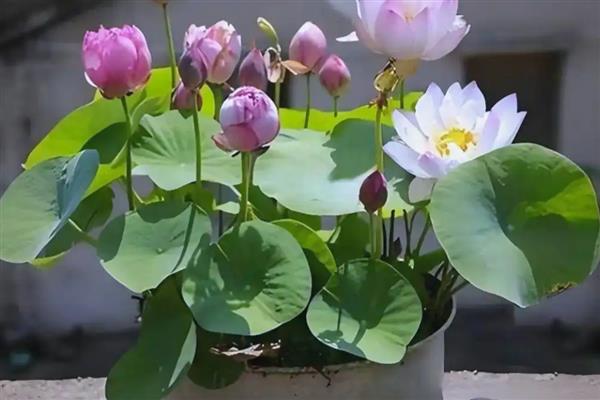 碗莲怎么水培,播种前要浸种催芽
