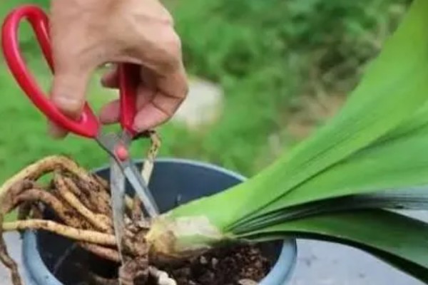 君子兰为什么夹箭,常见温度不适、缺少光照等因素