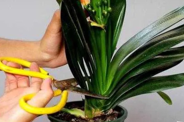 君子兰为什么夹箭,常见温度不适、缺少光照等因素