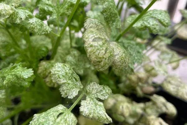 香菜为什么叶片发白,高温、虫害、施肥不当都是引发原因