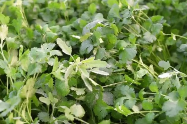 香菜为什么叶片发白,高温、虫害、施肥不当都是引发原因