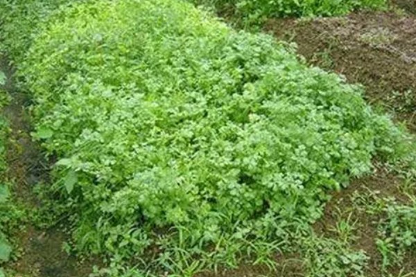 香菜为什么叶片发白,高温、虫害、施肥不当都是引发原因