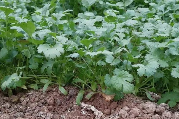 香菜为什么叶片发白,高温、虫害、施肥不当都是引发原因