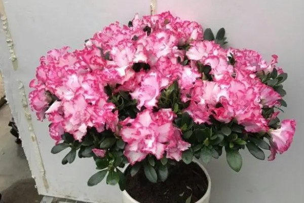 西洋鹃一年开多少次花,一般一年开两次花