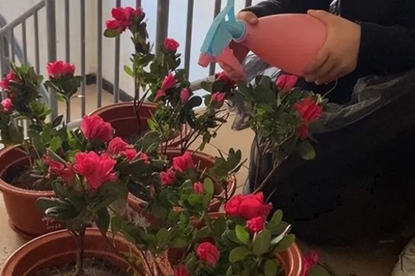 西洋鹃一年开多少次花,一般一年开两次花