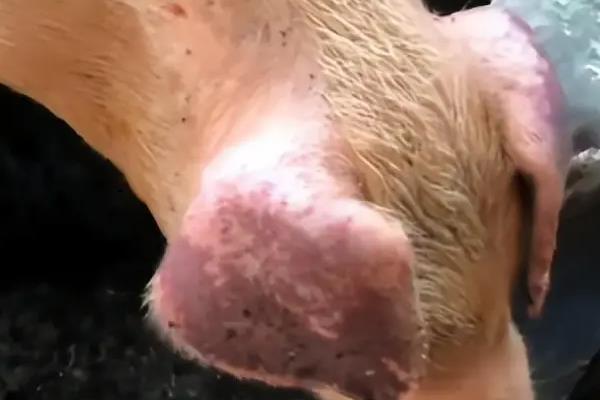 发生蓝耳病怎么对猪圈消毒,用火焰喷枪对墙面和地面进行高温处理