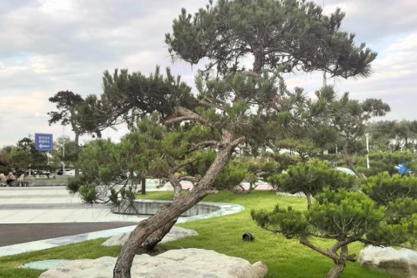 有哪些落叶树,有杨树、桑树等