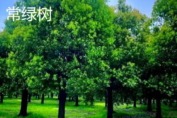 有哪些落叶树,有杨树、桑树等