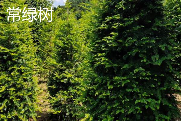 有哪些落叶树,有杨树、桑树等