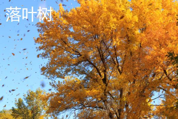 有哪些落叶树,有杨树、桑树等