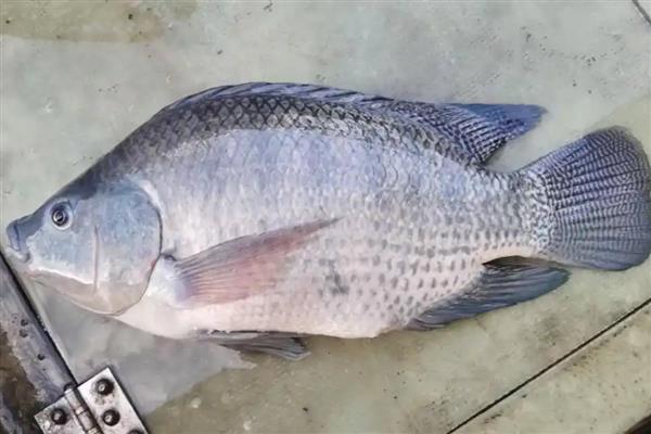脆肉罗非鱼的生长条件,将水温保持在27℃以下
